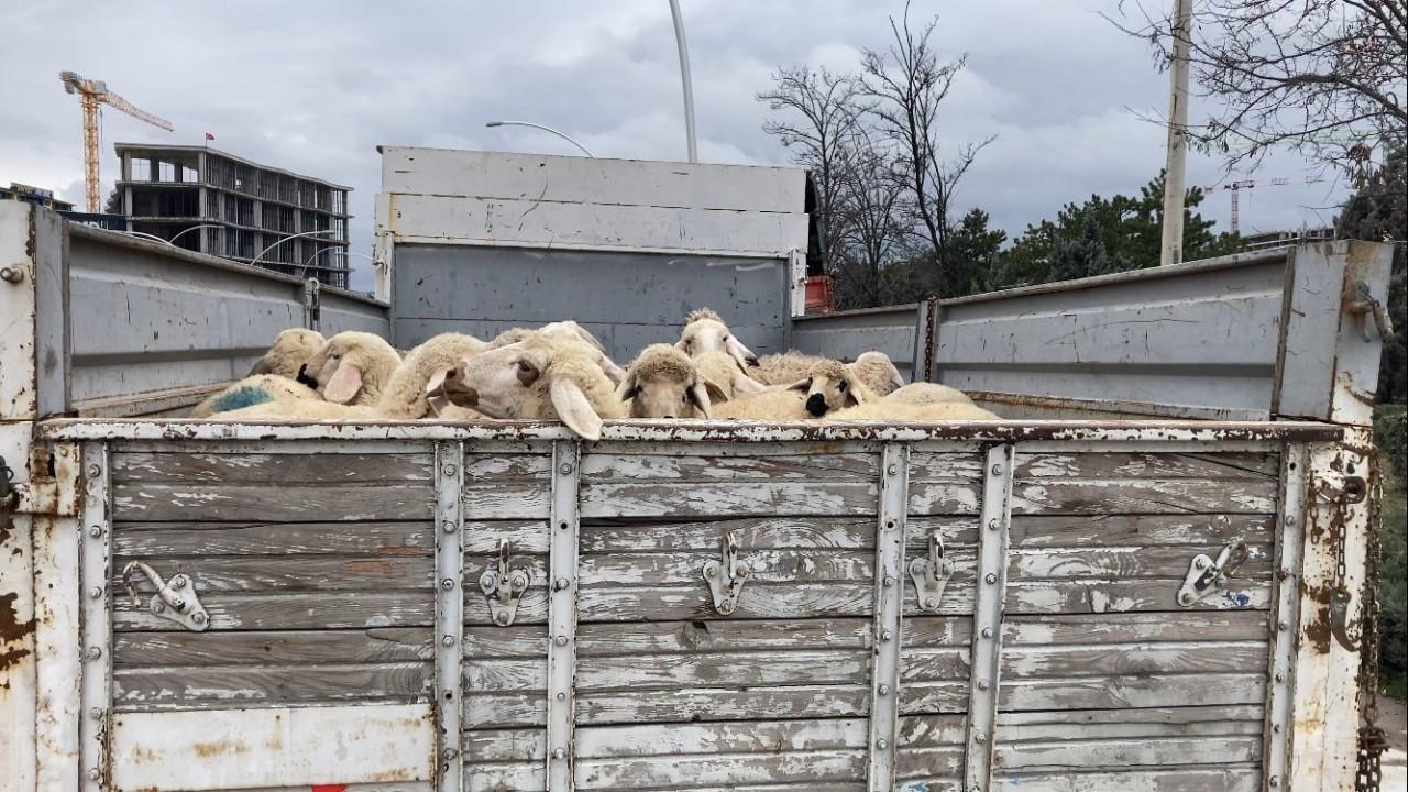 Ankarada küçükbaş hayvan yüklü kamyon devrildi 1 yaralı Hürsöz