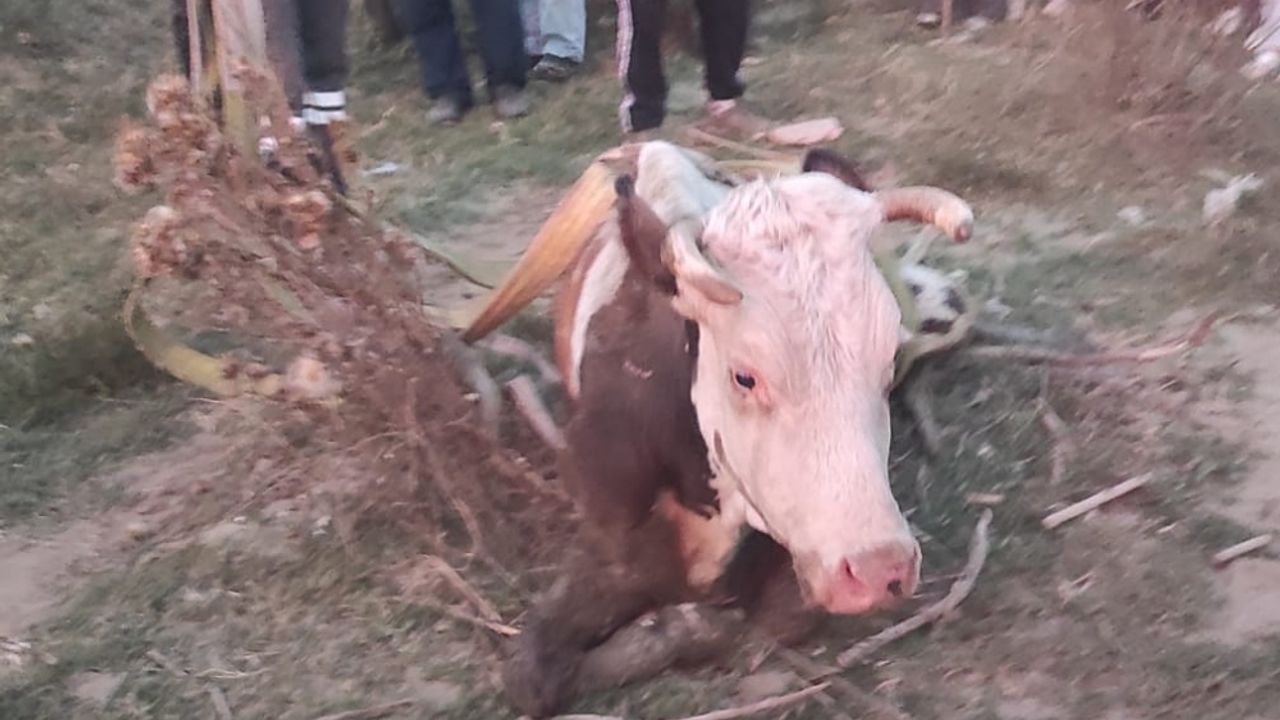 Bolu'da dereye düşen inek vinçle kurtarıldı