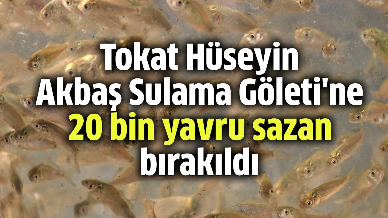 Tokat Hüseyin Akbaş Sulama Göleti'ne 20 bin yavru sazan bırakıldı
