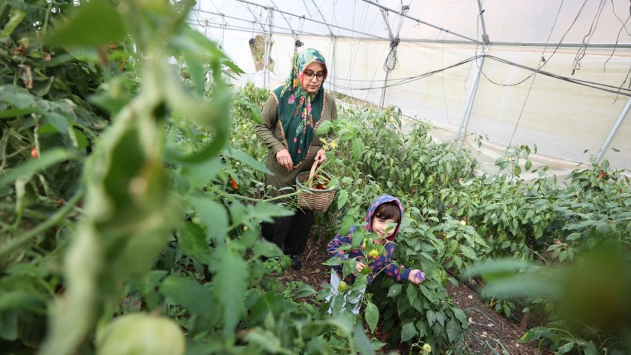 Devlet desteğiyle kurduğu seralarda babaannesinden aldığı ata tohumlarıyla sebze yetiştiriyor