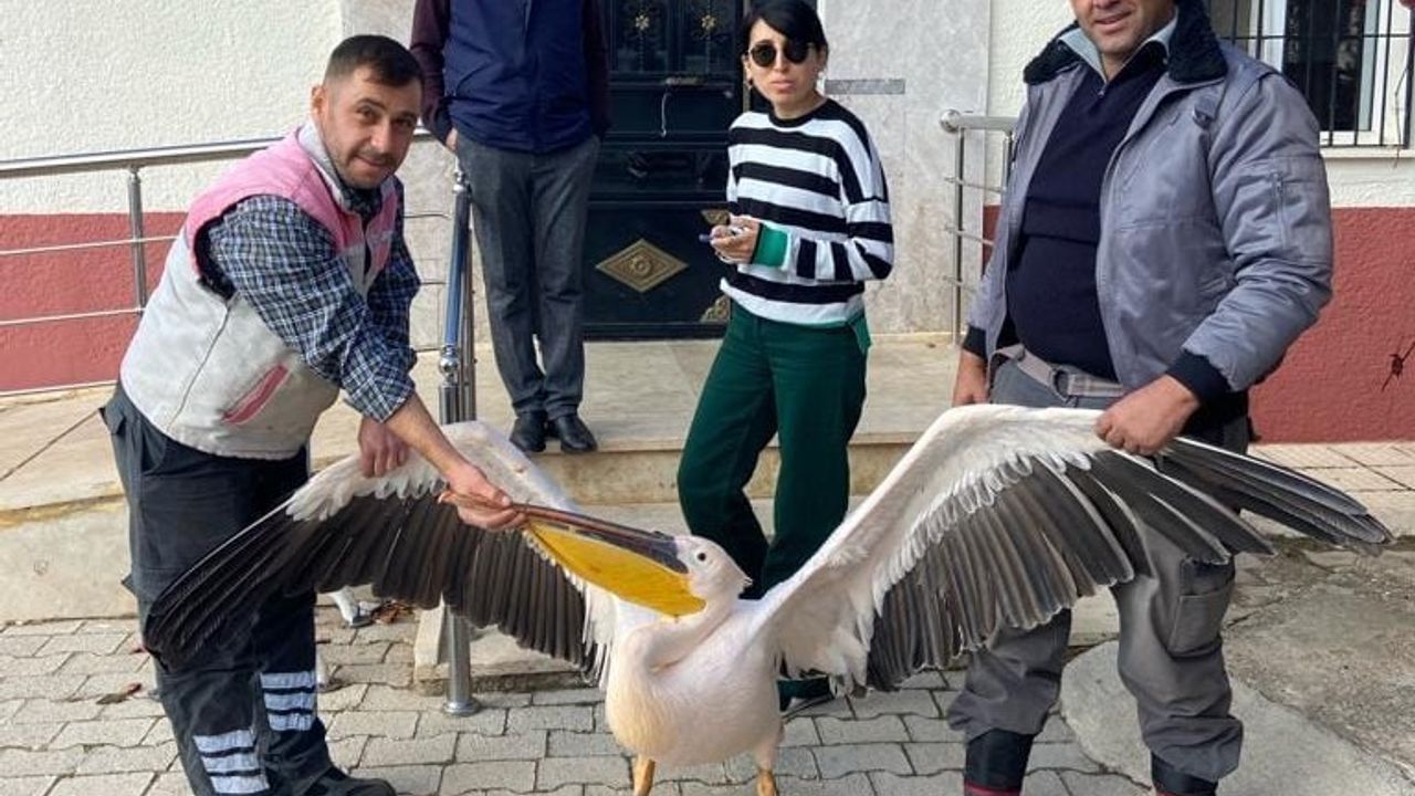 Yaralı halde bulunan pelikan koruma altına alındı