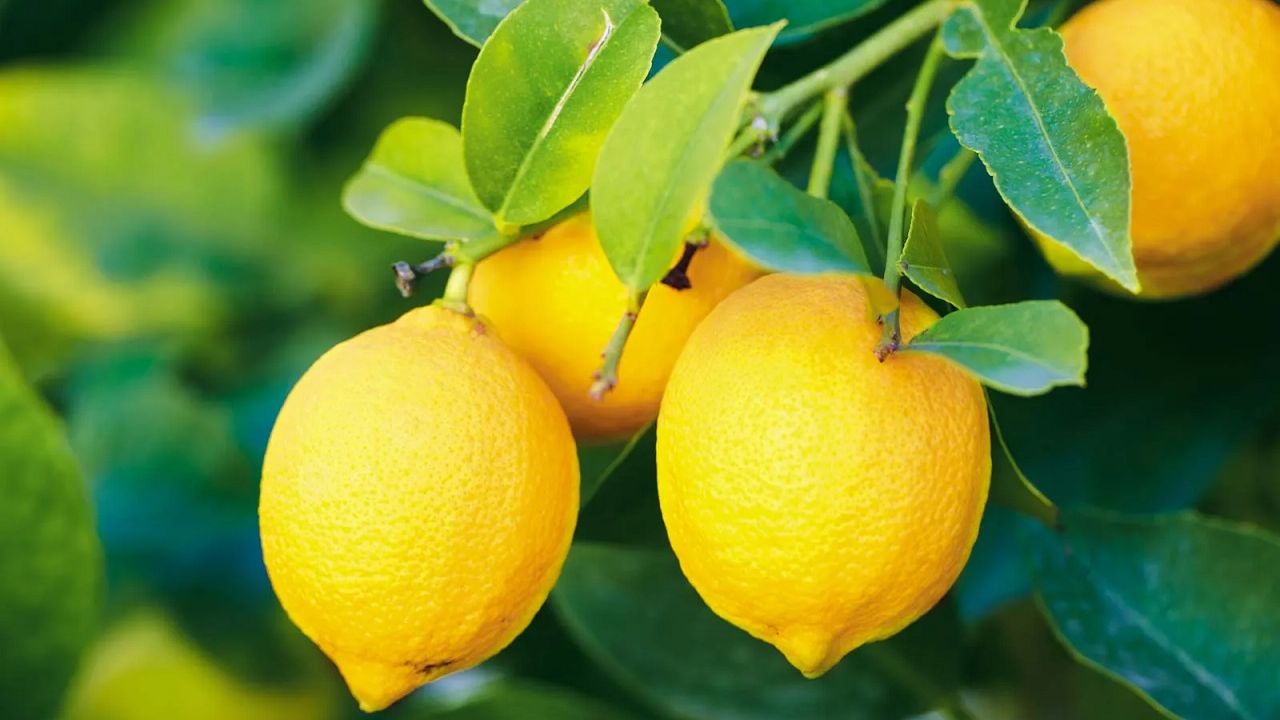 Bağışıklık Sistemini Güçlendiren Limonun Faydaları
