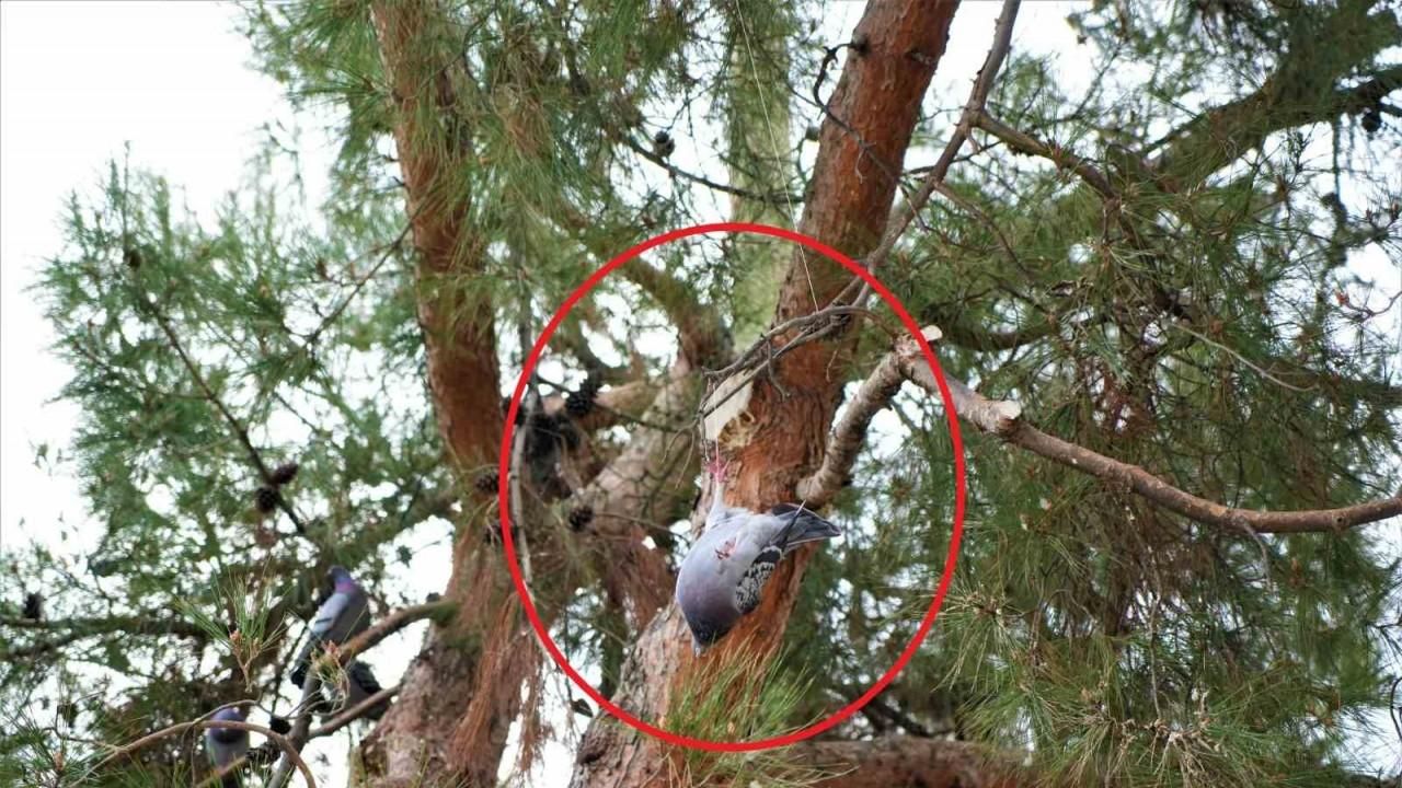 Ağaçta asılı kalan güvercini itfaiye kurtardı