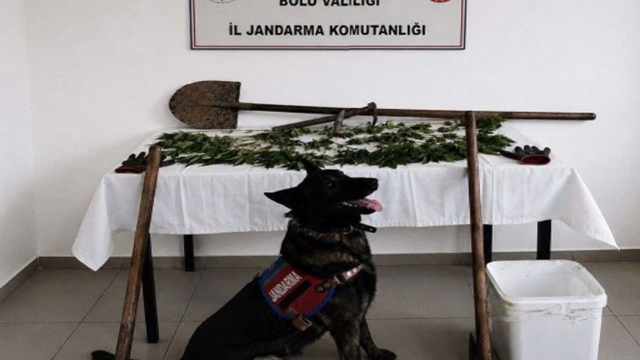 Bolu'da kenevir bahçesi oluşturan şüpheli tutuklandı