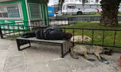 Bankta uyuyan ’Red Kit’i yanına yatan sokak köpekleri korudu