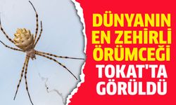 Sivas'tan sonra Tokat'ta da ortaya çıktı