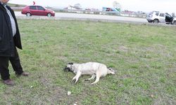 Sinop’ta aracın çarptığı köpek telef oldu