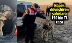 Köpek dövüştüren şahıslara 150 bin TL ceza!