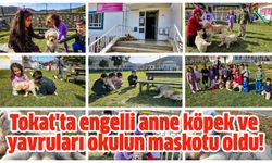 Tokat'ta engelli anne köpek ve yavruları okulun maskotu oldu!