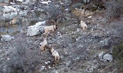 Gümüşhane’de yaban keçileri ve ayılar dronla görüntülendi