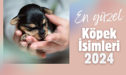 En güzel ve orjinal köpek isimleri 2024