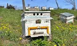 Sürdürülebilir tarımda bal arıları önemli rol oynuyor