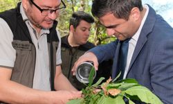 Bozkurt ilçesinde kestane ormanlarına "Torymus sinensis" böceği salındı