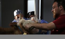 Kastamonu'da üreticilerin büyükbaş hayvanlarını akademisyenler sağlığına kavuşturuyor