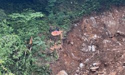 Zonguldak'ta dere ıslahı sırasında 1183 yaşındaki porsuk ağacı kesildi