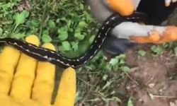 Dünyanın en zehirli yılanları arasında gösterilen Hopa engereği rengi ve tüyleri ile dikkat çekiyor