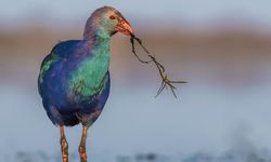 Fotoğraf tutkunu savcı, 350’ye yakın kuş türünü fotoğrafladı