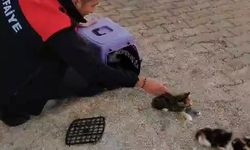 Havalandırmada mahsur kalan anne kedi ve yavrularını itfaiye ekipleri kurtardı