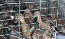 Tedavisi tamamlanan yaban ördekleri Beyşehir Gölü’ne salındı