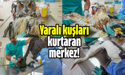 Yaralı kuşları kurtaran merkez!