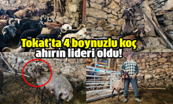 Tokat’ta 4 boynuzlu koç ahırın lideri oldu!