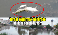Turhal Yeşilırmak Nehri'nde balıklar neden ölüyor?