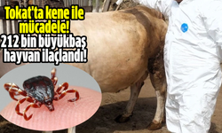 Tokat'ta kene ile mücadele! 212 bin büyükbaş  hayvan ilaçlandı!