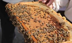 Niğde’de bal üreticilerine damızlık ana arı dağıtıldı