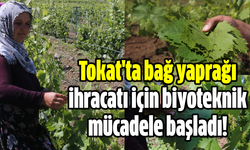 Tokat'ta bağ yaprağı ihracatı için biyoteknik mücadele başladı!