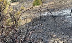 Samsun'da ormanlık alandaki yangın söndürüldü