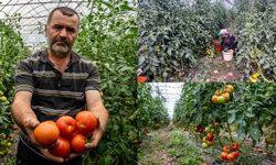 Tokat’ta çiftçilik yapan eski öğretmen servet kazanıyor!