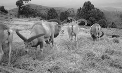 Anadolu yaban koyunları fotokapana takıldı