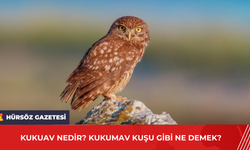 Kukuav Nedir? Kukumav Kuşu Gibi Ne Demek?