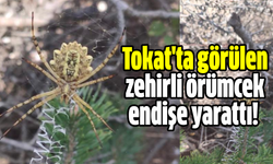 Tokat'ta görülen zehirli örümcek endişe yarattı!