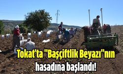 Tokat'ta "Başçiftlik Beyazı"nın hasadına başlandı