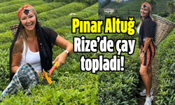 Pınar Altuğ Atacan, Rize’de çay topladı!