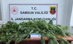 Samsun'da fındık bahçesine kenevir eken şüpheli yakalandı