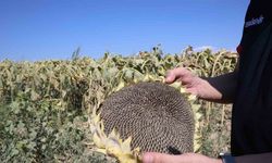 Bu yıl ayçiçeği hasadı için çiftçilerin umudu yüksek