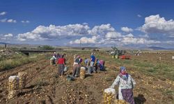 Satamadığı patatesleri halka ücretsiz dağıttı