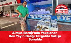 Almus Barajı’nda Yakalanan Dev Yayın Balığı Tezgahta Satışa Sunuldu