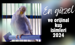 En güzel ve orjinal kuş isimleri 2024