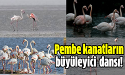 Pembe kanatların büyüleyici  dansı!