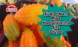 Kudret Narı Mide Hastalıklarına Şifa Oluyor