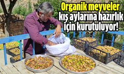 Organik meyveler kış aylarına hazırlık için kurutuluyor!