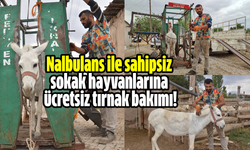 Nalbulans ile sahipsiz sokak hayvanlarına ücretsiz tırnak bakımı!