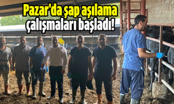 Pazar'da şap aşılama çalışmaları başladı!