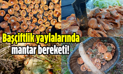 Başçiftlik yaylalarında mantar bereketi!