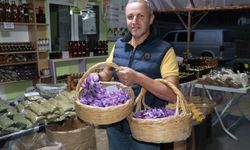 Mucize bitkinin tarlaları ziyaretçi akınına uğruyor