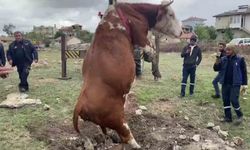 Amasya’da çukura düşen inek vinç yardımıyla kurtarıldı