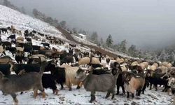 Giresun yaylalarına kar yağdı, çobanlar zorlu dönüş yolculuğuna çıktı